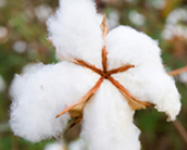 Lower Impact Cotton